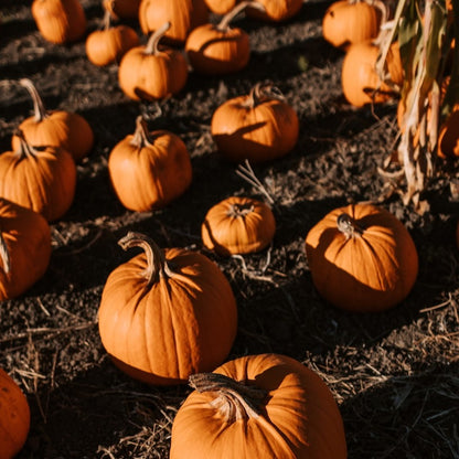'Pumpkin' Candle – Limited Edition